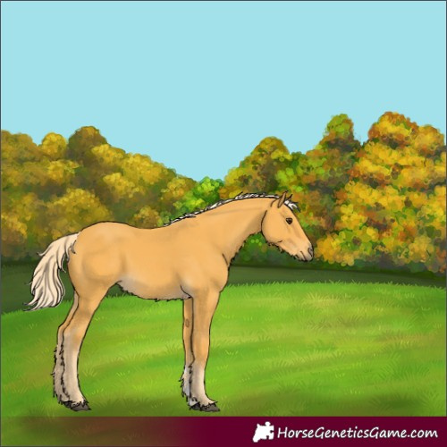 Horse Color:Palomino 