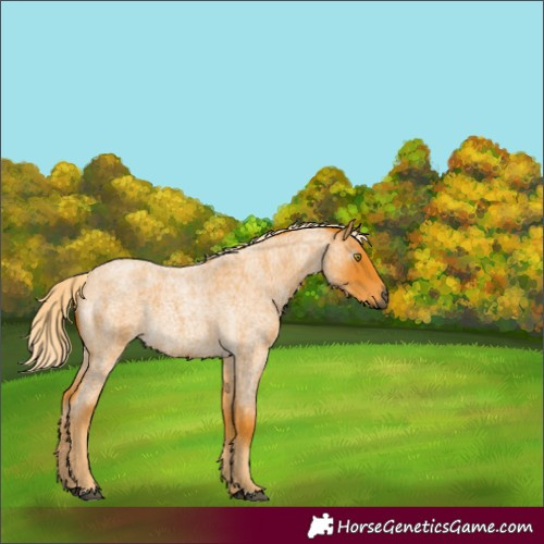 Horse Color:Gray Palomino Roan 
