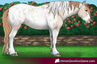 Horse Color:Grullo Pearl Tobiano Frame Appaloosa