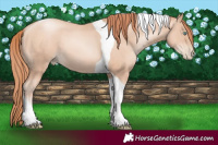 Horse Color:Sable Champagne Pearl Tobiano 