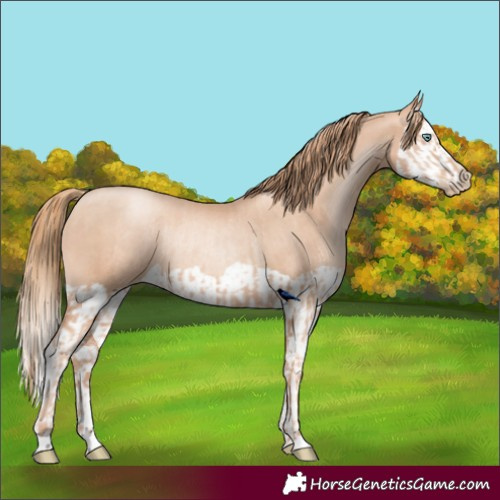 Horse Color:Gold Champagne Pearl Rabicano  and Gold Champagne Pearl Splash Rabicano 