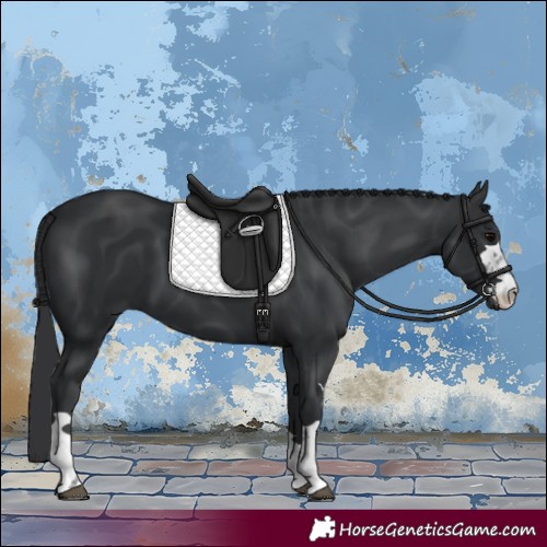 Horse Color:Black 