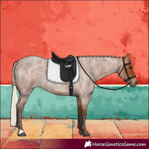 Horse Color:Silver Bay Roan 