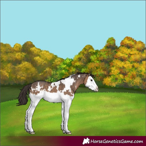Horse Color:White Spotted Brown Dun Splash Varnish 