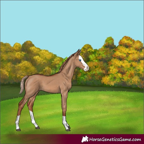 Horse Color:Red Dun Splash 