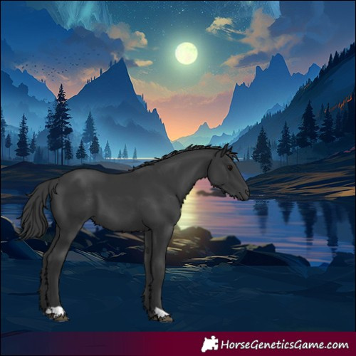 Horse Color:Black 