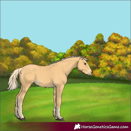 Horse Color:Palomino 