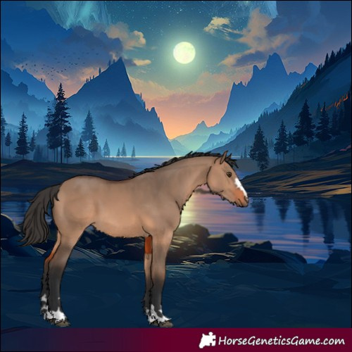 Horse Color:Brown Dun 