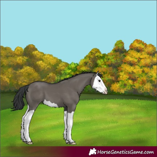 Horse Color:Grullo Splash 