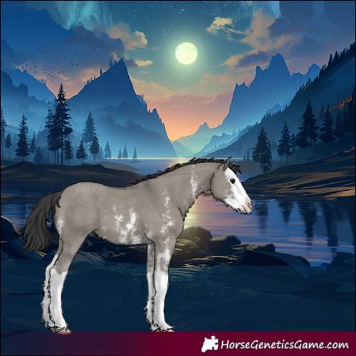 Horse Color:Grullo Sabino Splash 