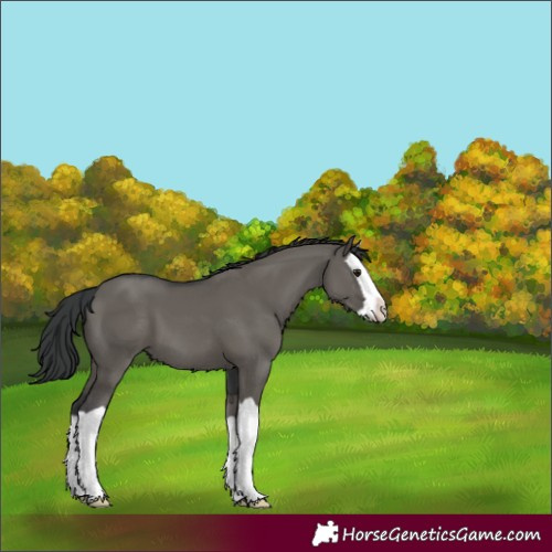 Horse Color:Grullo Splash 