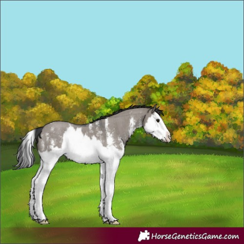 Horse Color:Grullo Sabino Splash 