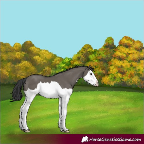 Horse Color:Grullo Splash 
