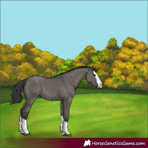 Horse Color:Grullo Splash 