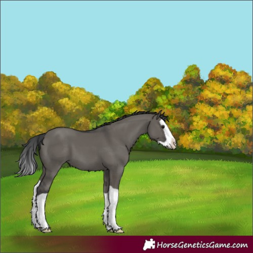 Horse Color:Grullo Splash 