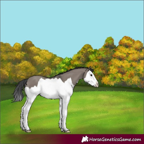 Horse Color:Grullo Splash 