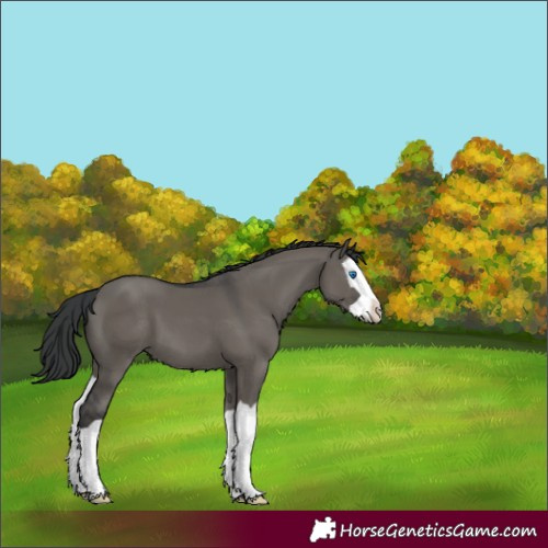 Horse Color:Grullo Splash 