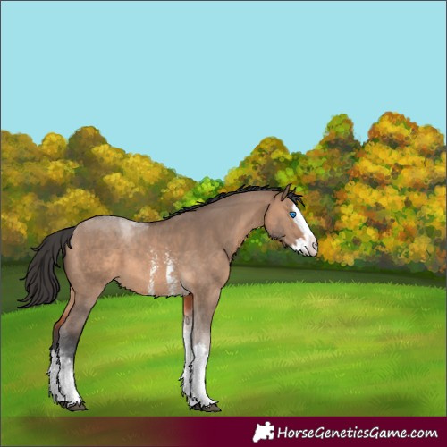 Horse Color:Brown Dun Sabino Splash Tobiano 