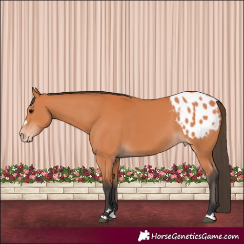 Horse Color:Bay Appaloosa 