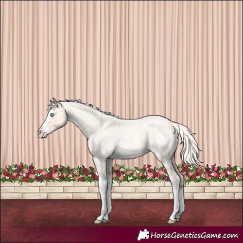Horse Color:Cremello Roan Splash