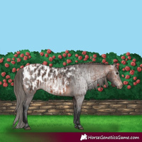 Horse Color:Bay Blanket  and Gray Bay Blanket 