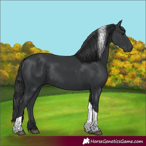 Horse Color:Black Tobiano Rabicano