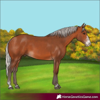 Horse Color:Silver Bay Sabino 