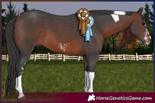 Horse Color:Brown Sabino Tobiano