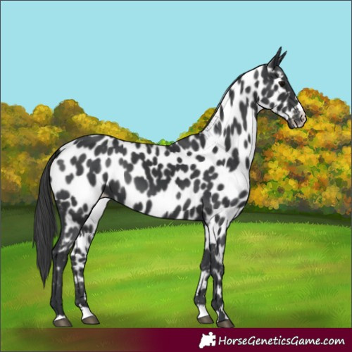 Horse Color:Black Appaloosa