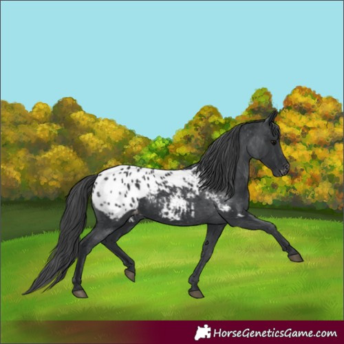 Horse Color:Black Appaloosa 