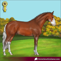 Horse Color:Silver Bay Sabino