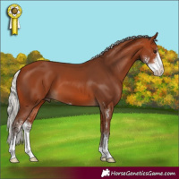 Horse Color:Silver Bay Sabino 