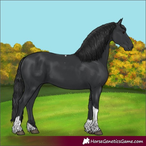 Horse Color:Black Tobiano Rabicano 