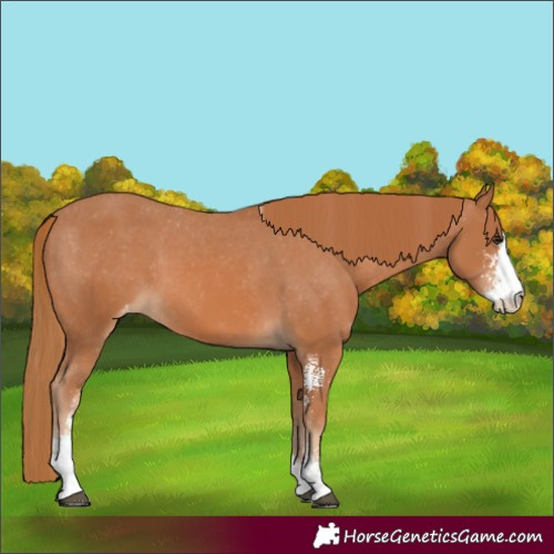 Horse Color:Chestnut Sabino Varnish