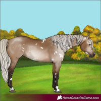 Horse Color:Gray White Spotted Silver Bay Dun