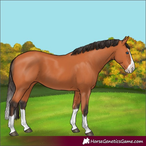 Horse Color:Bay Splash 