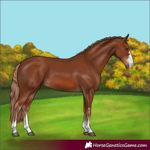 Horse Color:Chestnut 