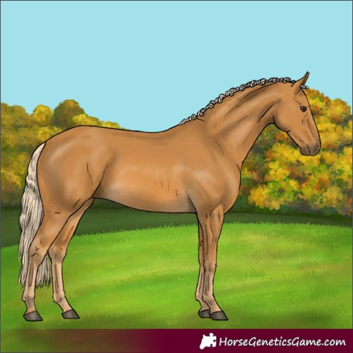 Horse Color:Palomino 