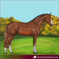Horse Color:Chestnut 
