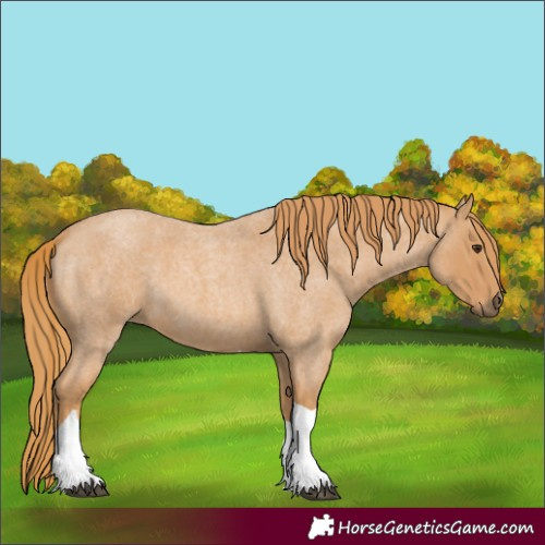 Horse Color:Unknown 