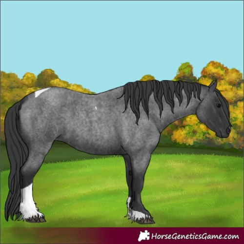 Horse Color:Unknown 