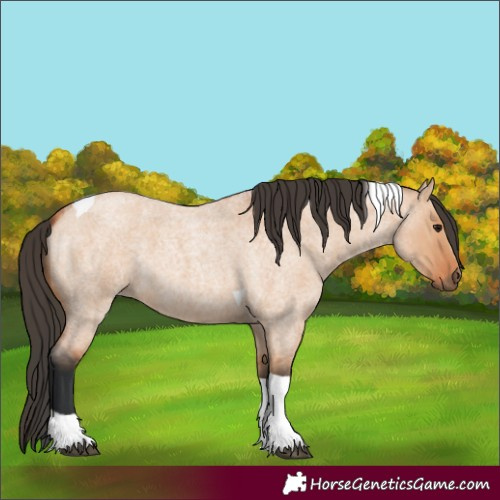 Horse Color:Unknown