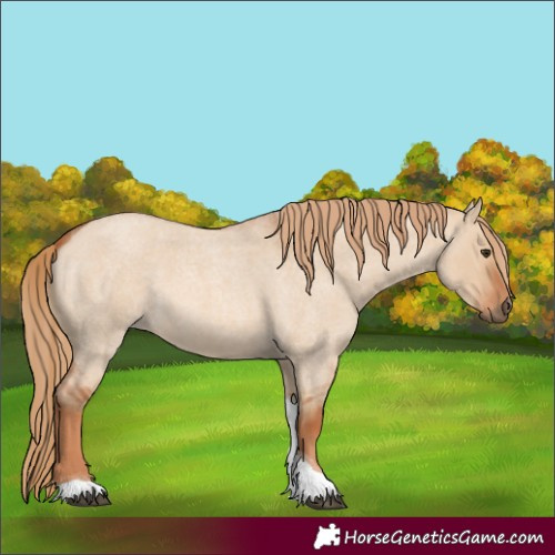 Horse Color:Unknown