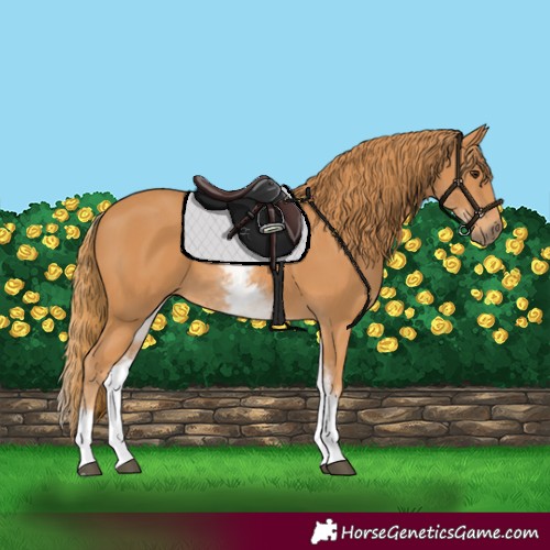 Horse Color:White Spotted Chestnut
