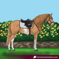 Horse Color:White Spotted Chestnut 