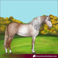 Horse Color:Unknown 