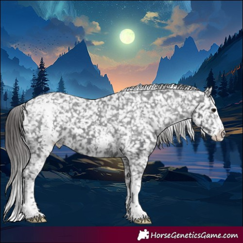 Horse Color:Black Sabino Appaloosa 