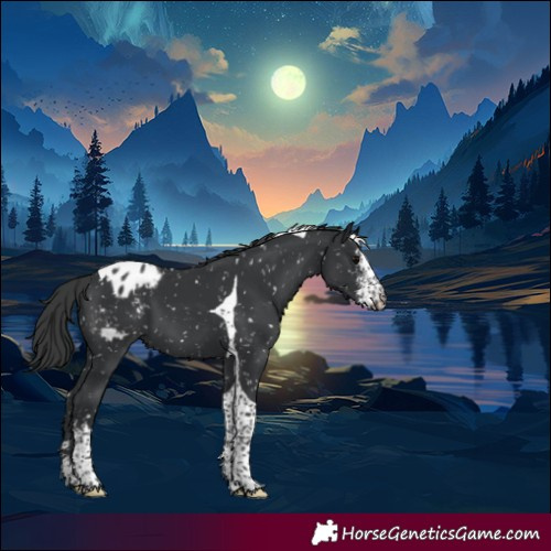 Horse Color:Black Sabino Tobiano Appaloosa 
