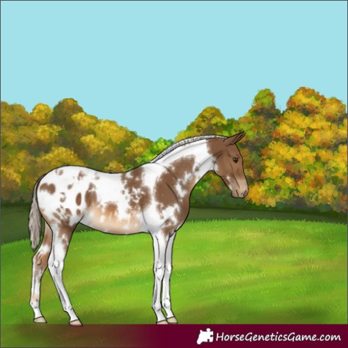 Horse Color:White Spotted Chocolate Palomino Tobiano Appaloosa