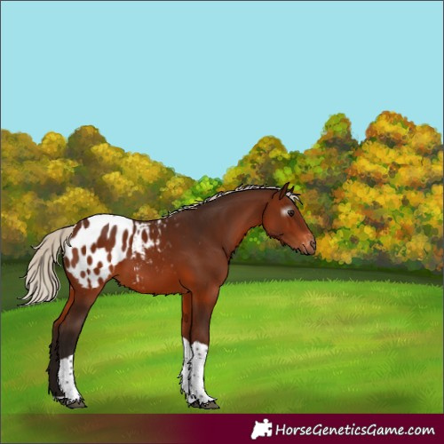 Horse Color:Gray Silver Bay Tobiano Appaloosa 